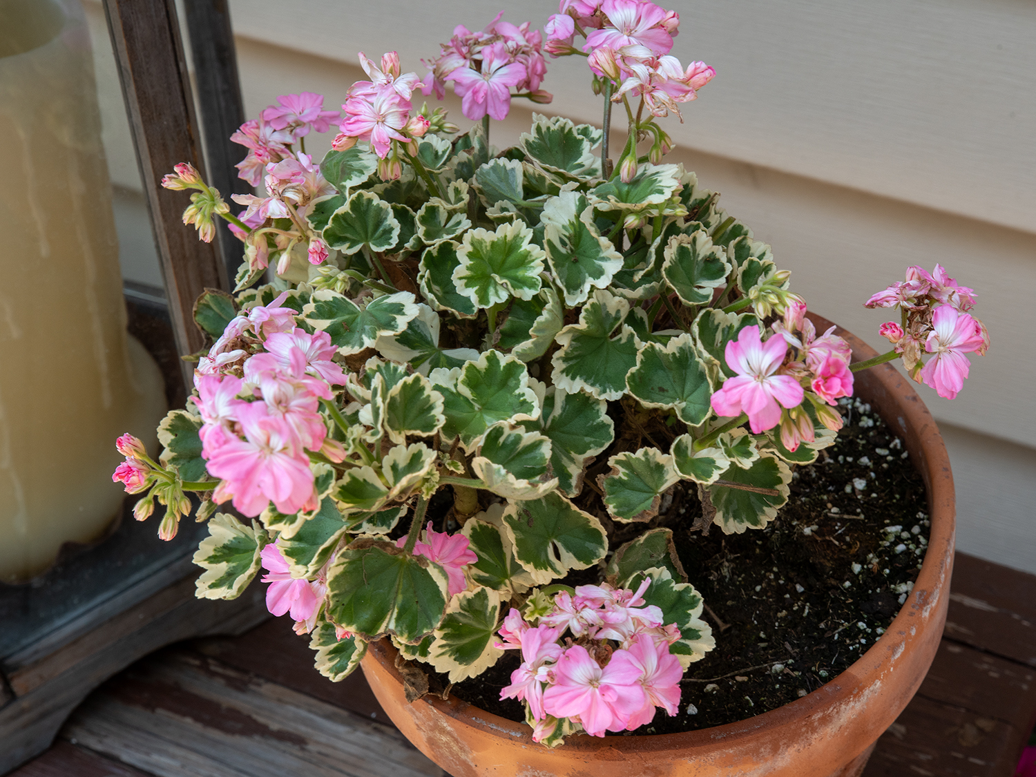 Mrs. Parker Geranium (Pelargonium)